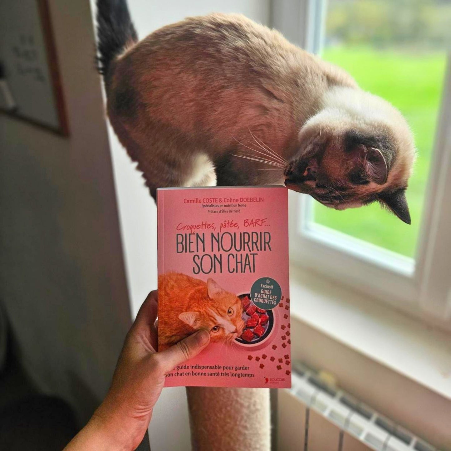 Alimentar bien a tu gato