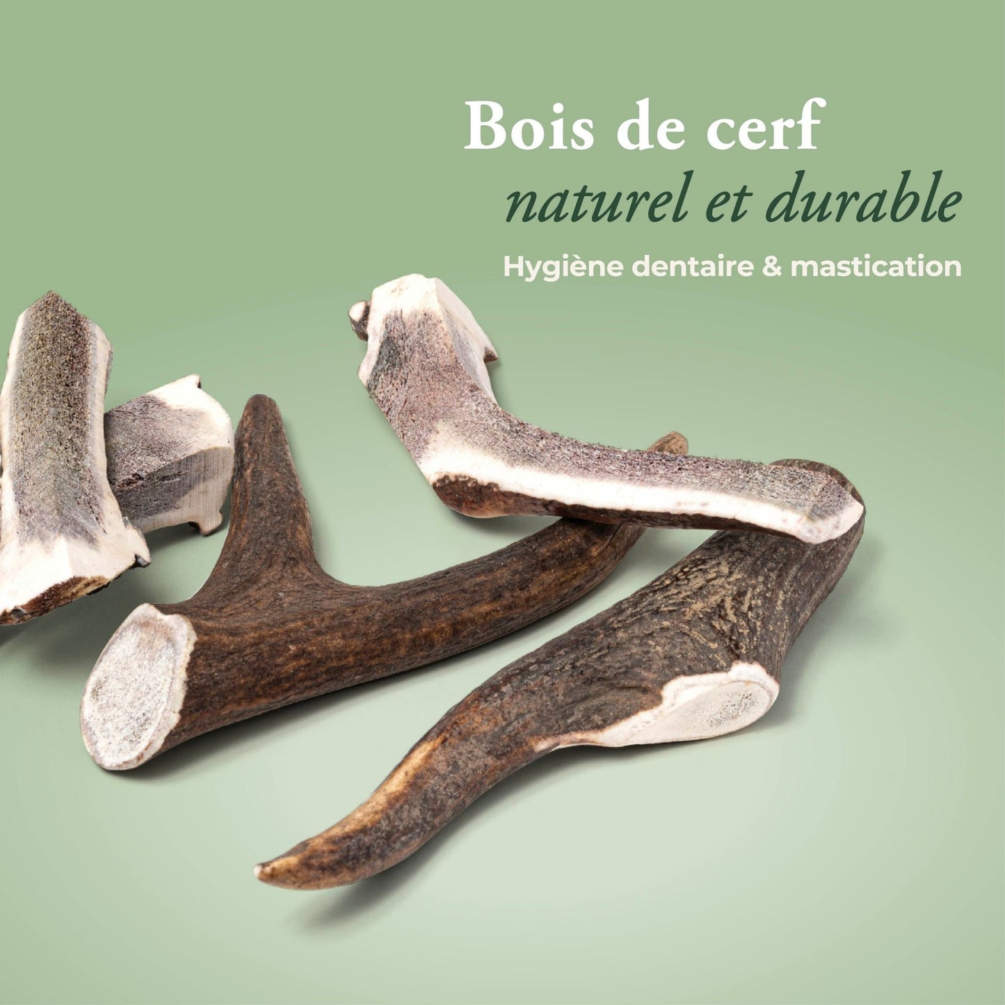 BOIS DE CERF