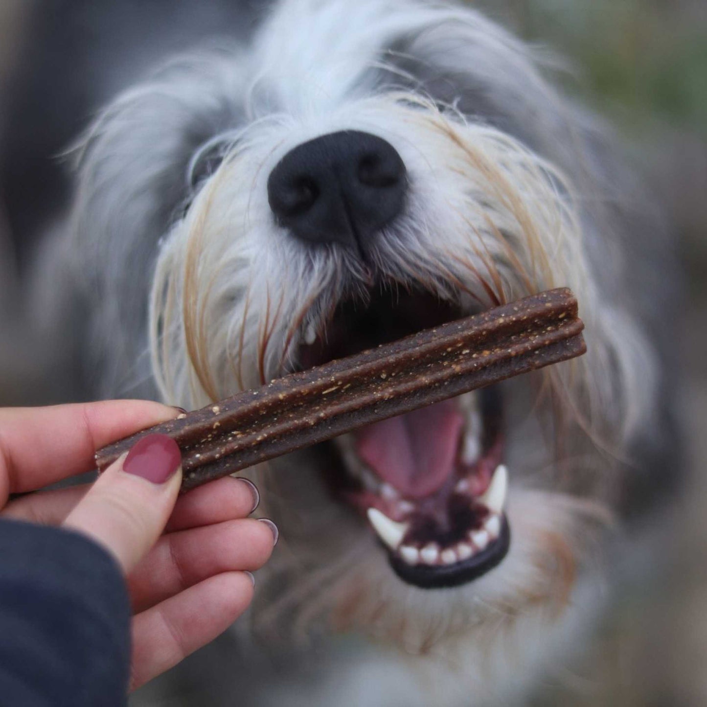 DENTASTIX PAVO & MANZANA