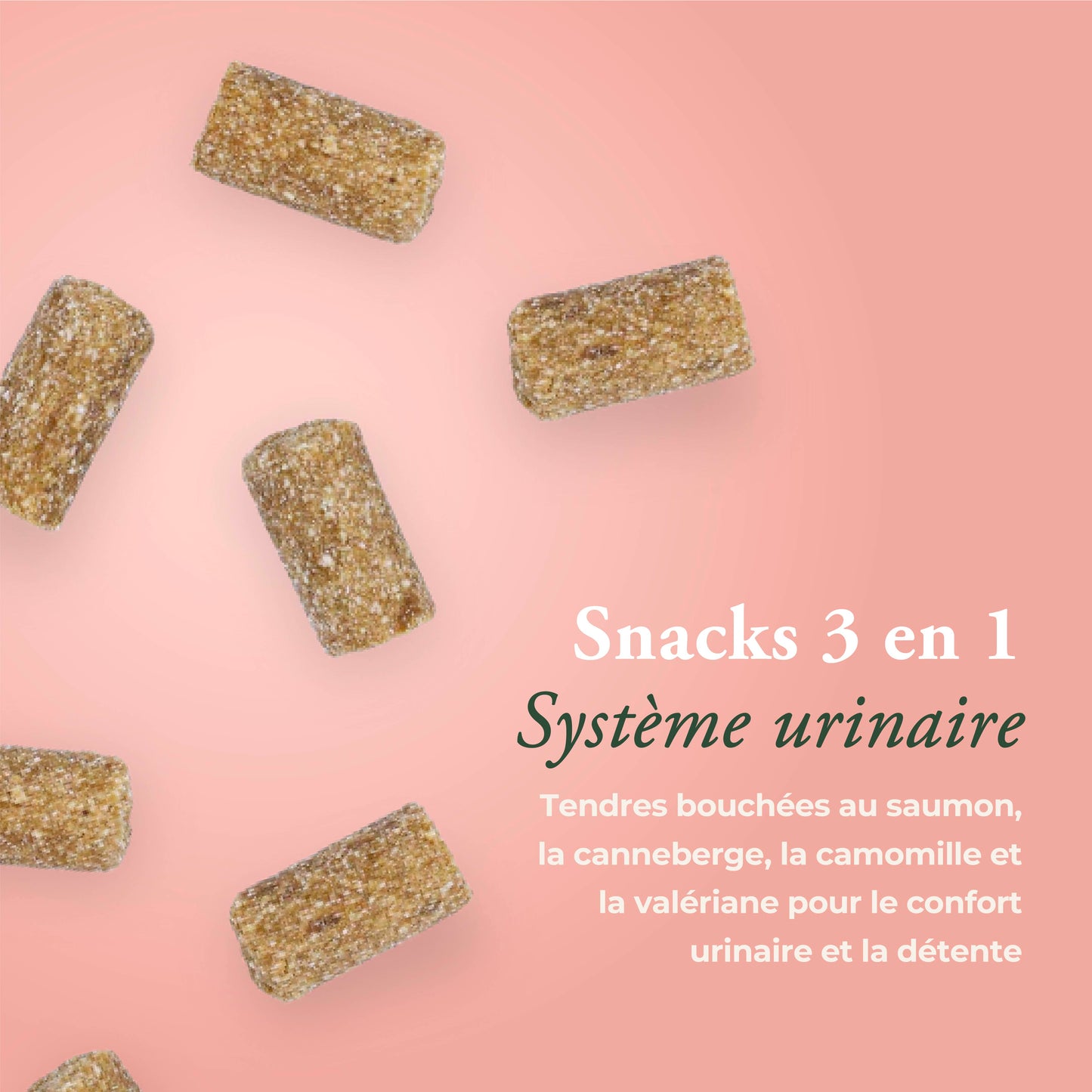 SYSTÈME URINAIRE CHAT