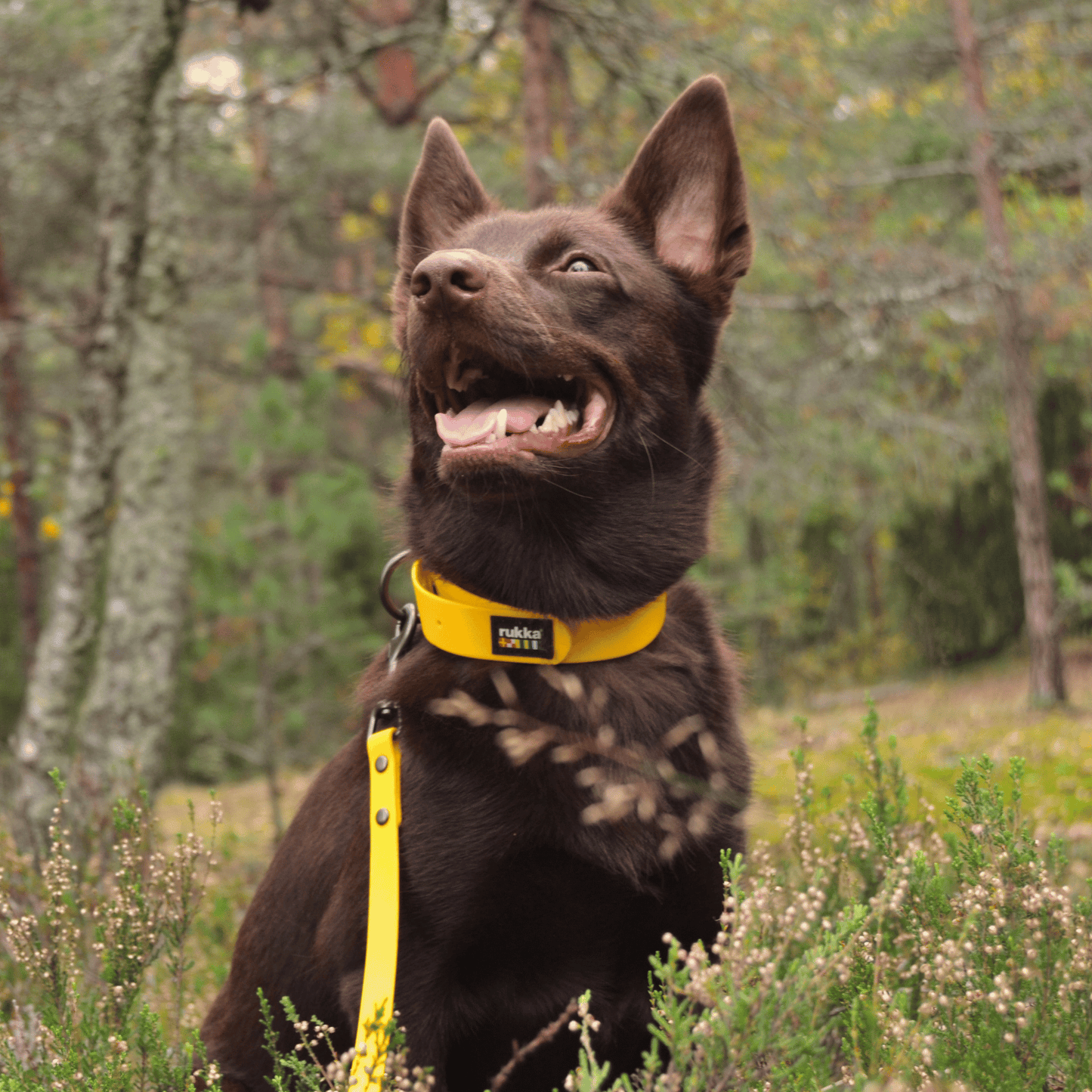 Collar y correa de neopreno