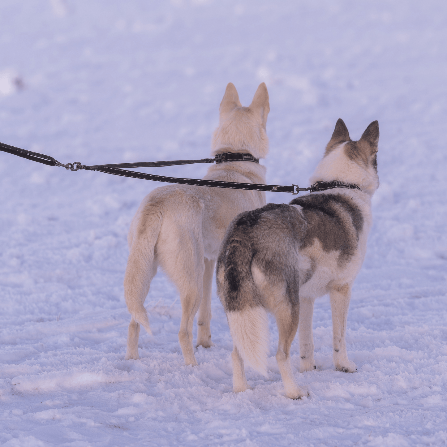 Extension pour 2 chiens