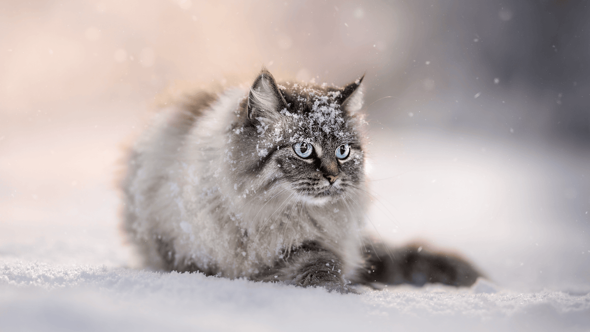 Est-ce que les chats ressentent le froid ? | Le blog NCLN – Nourrir comme  la nature, image size:1200x675