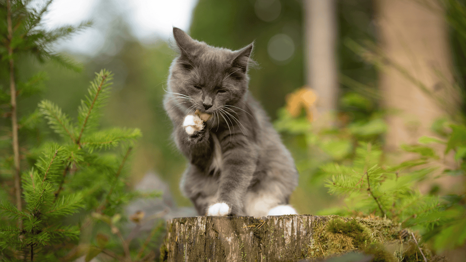 Croquettes appétentes pour chaton