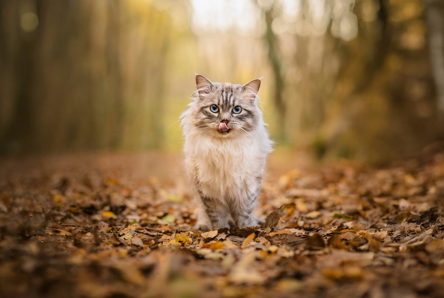 Croquettes appétentes pour chat