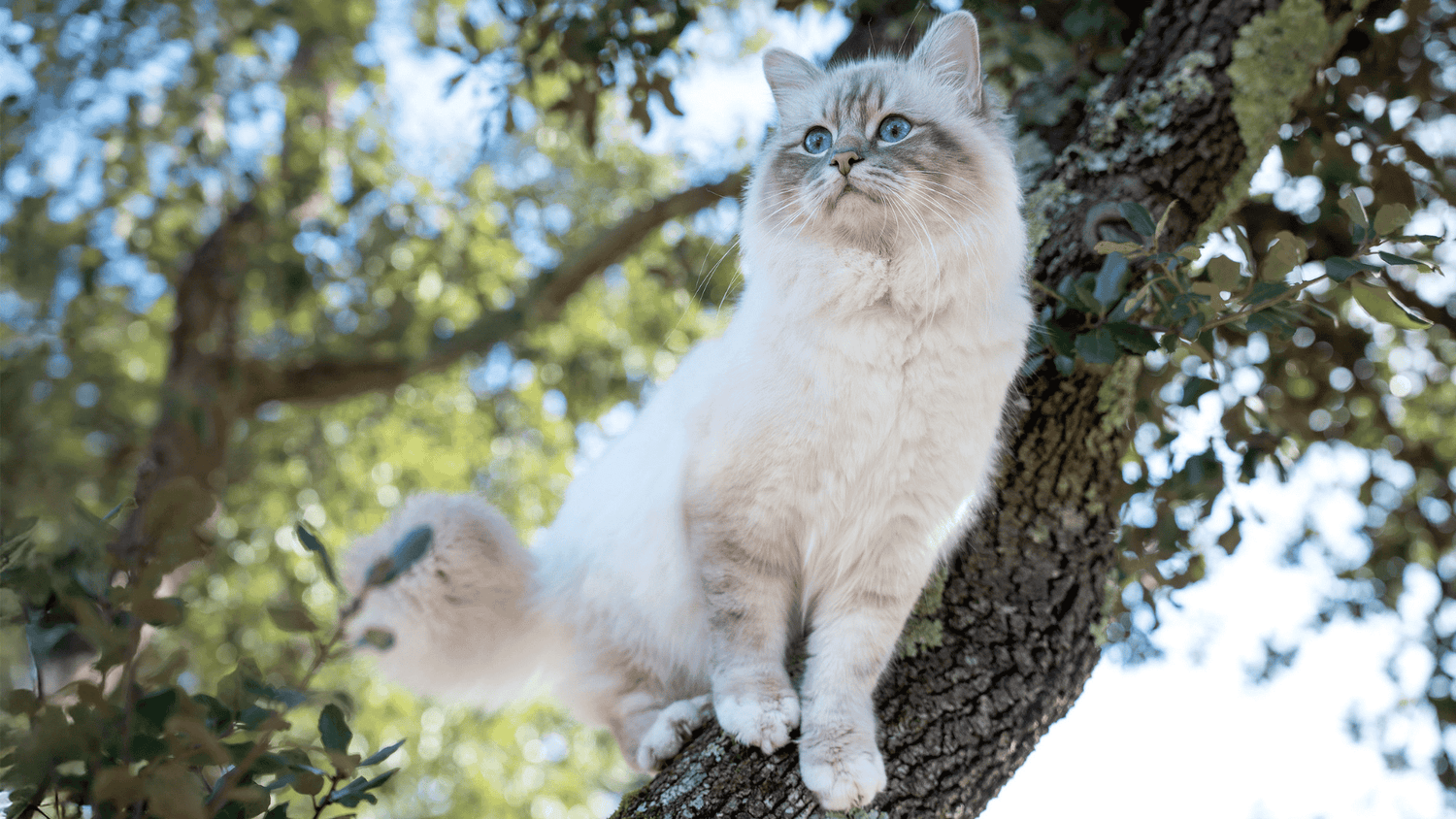Boutique chat