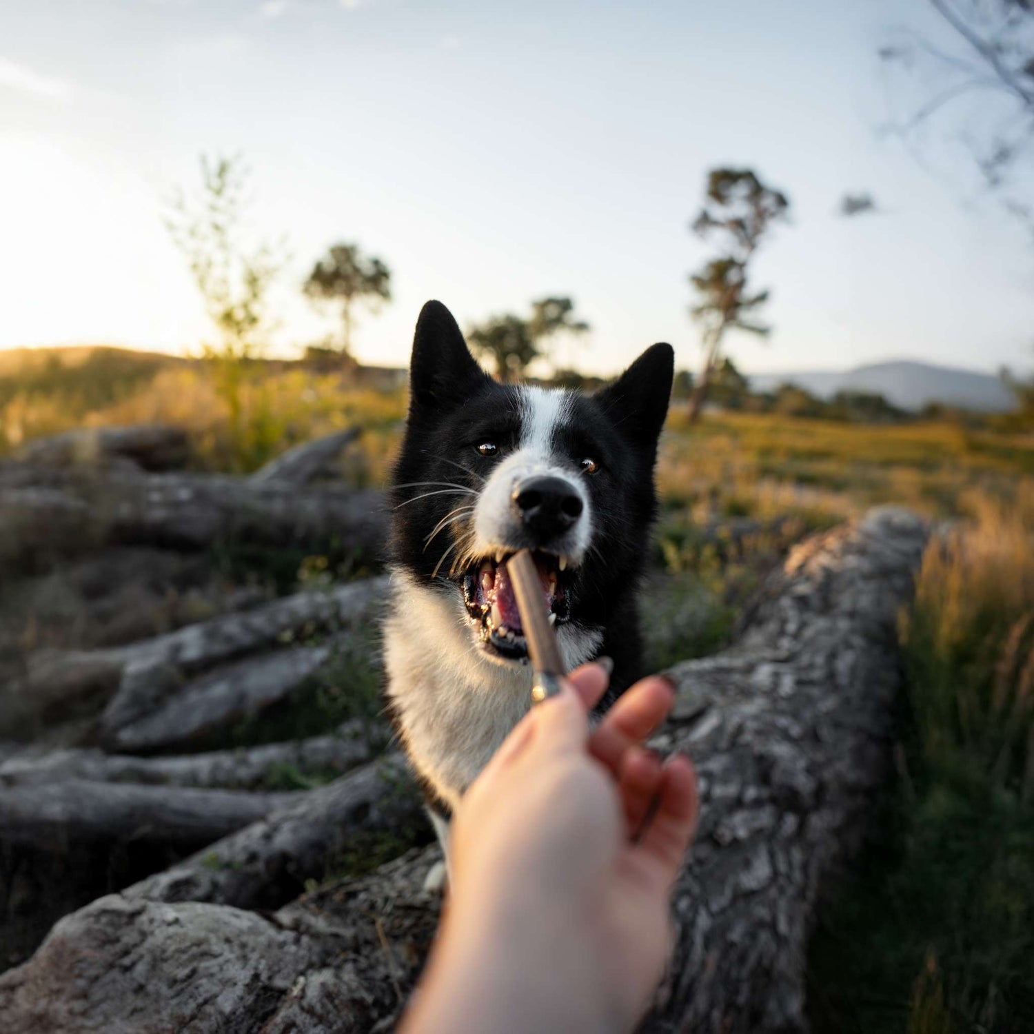 Friandises hypoallergéniques pour chien