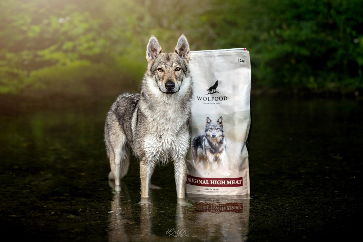 Croquettes premium pour chiens