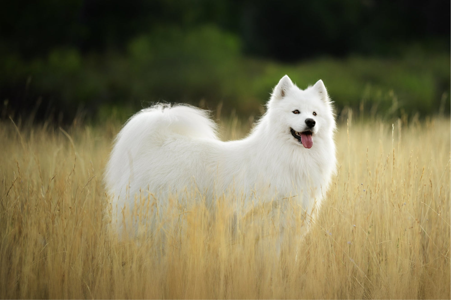Chien - Croquettes