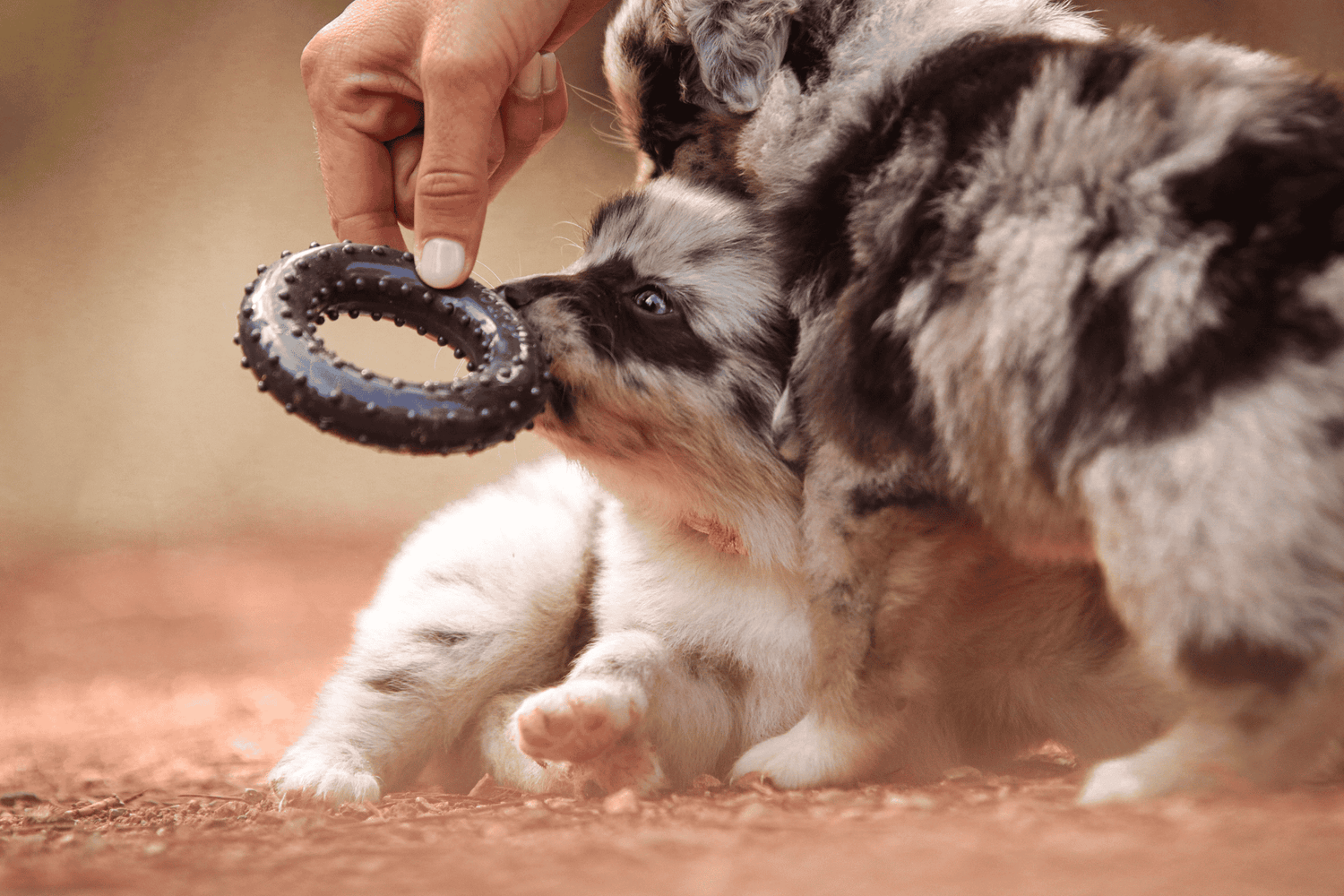 Chien - Accessoires & Jouets