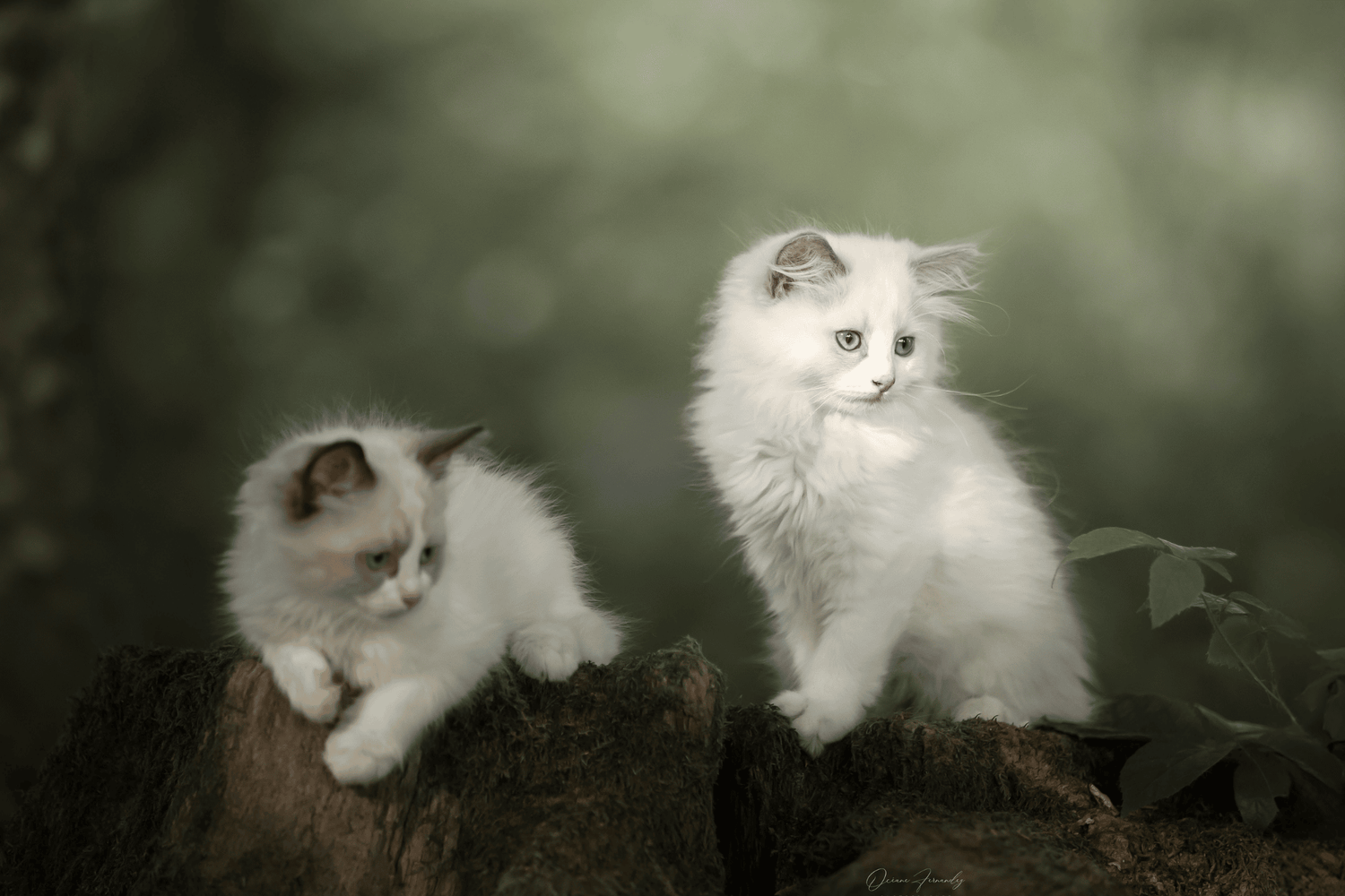 Chat - Chaton