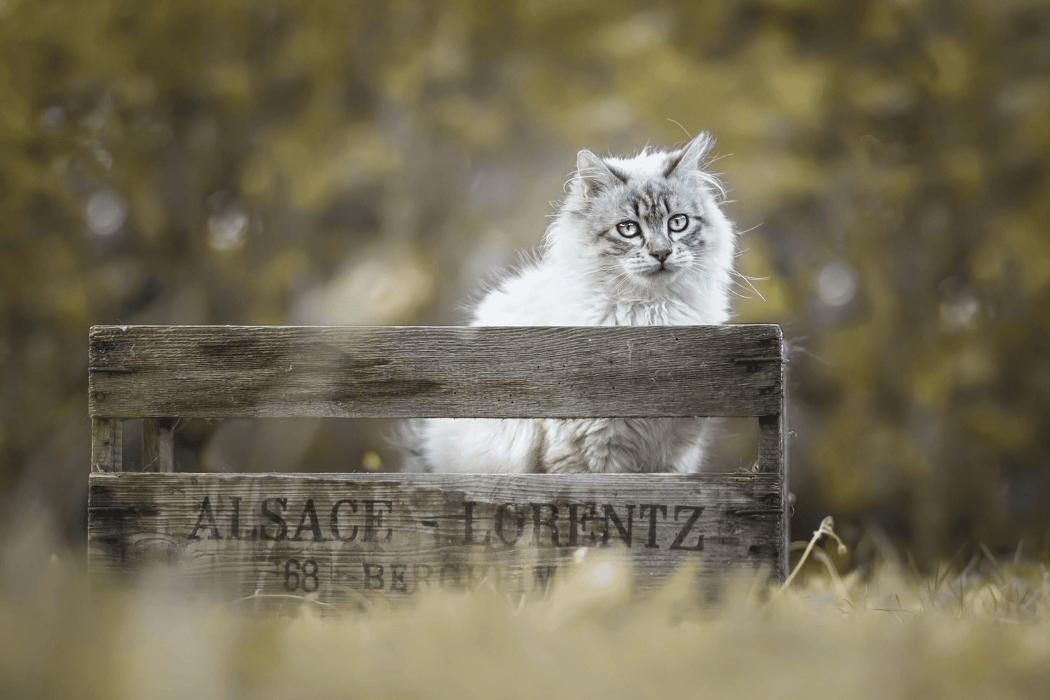 Chat - Faible en céréales
