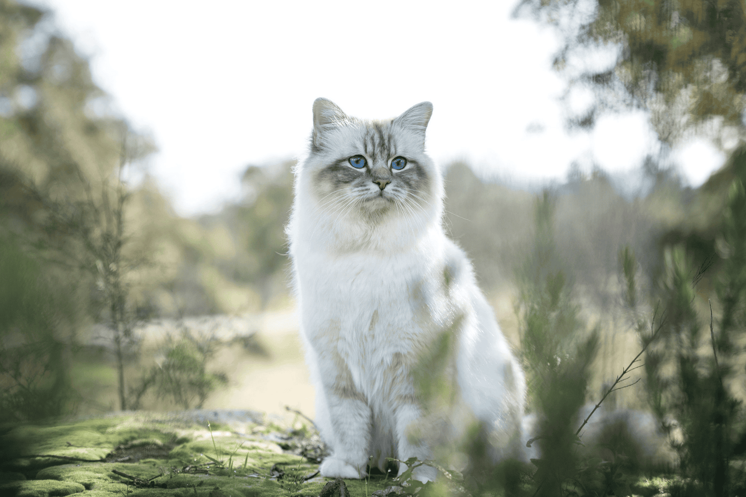 Chat - Stérilisé
