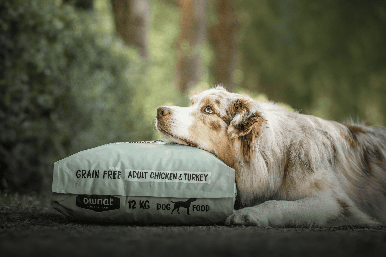 Chien - Sans céréales