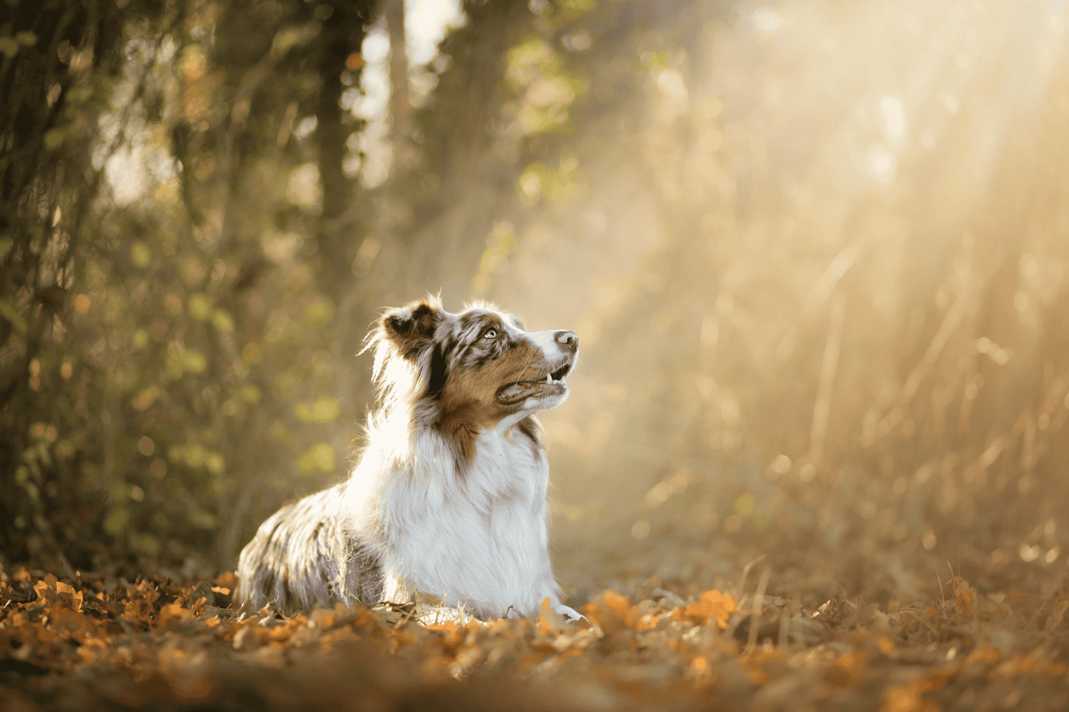 Chien - Faibles en glucides