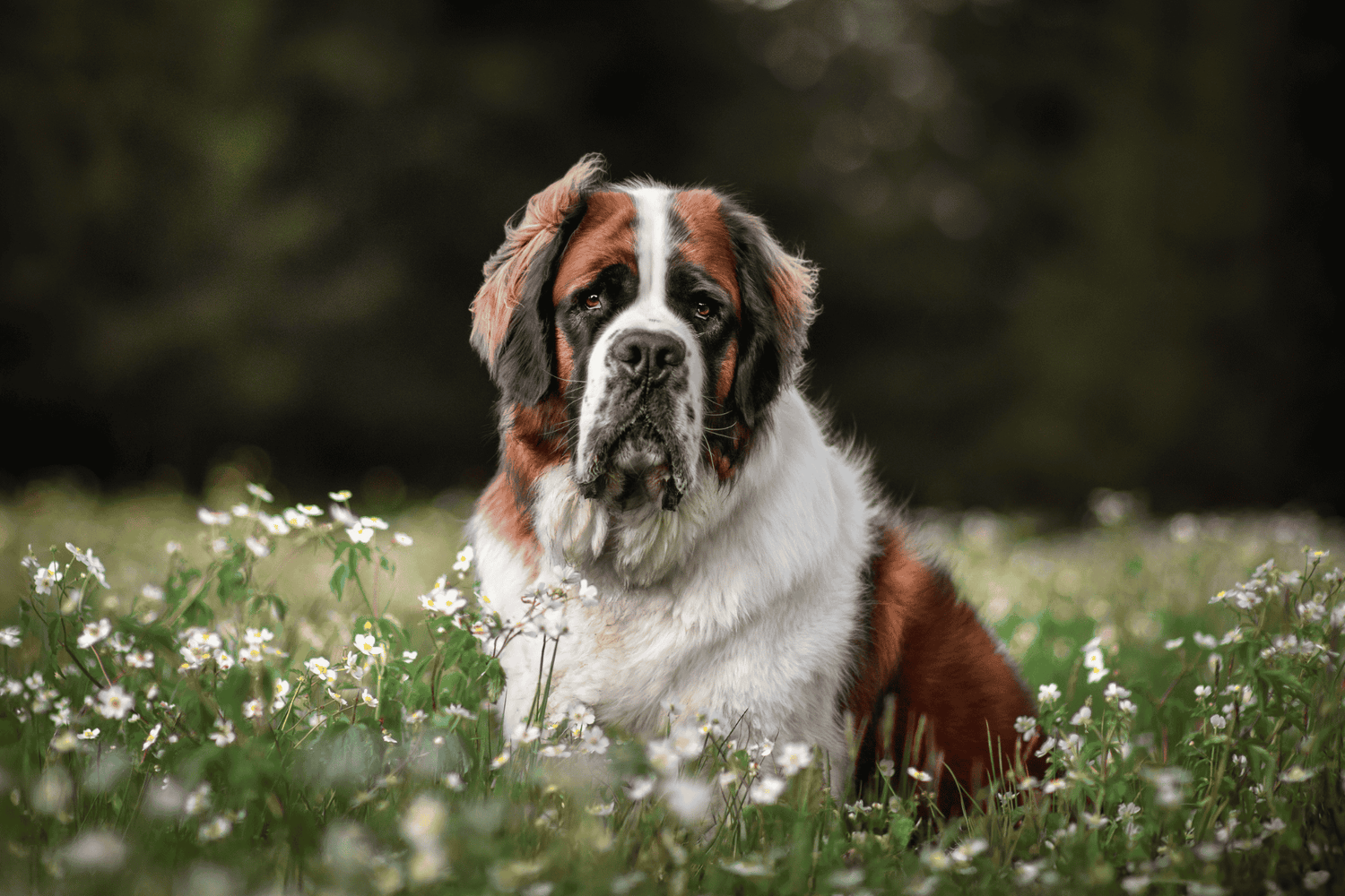 Chien - Grand