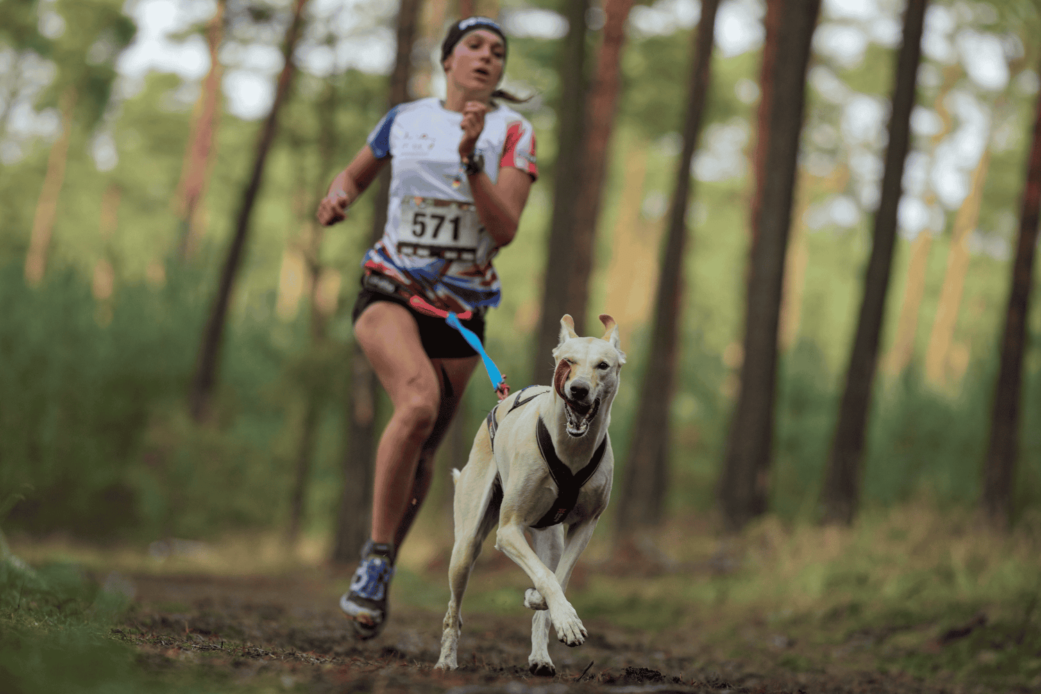 Chien - Sportif