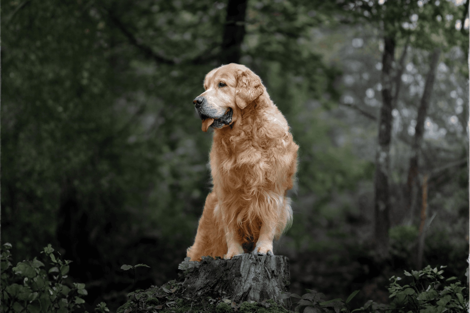 Chien - Âgé