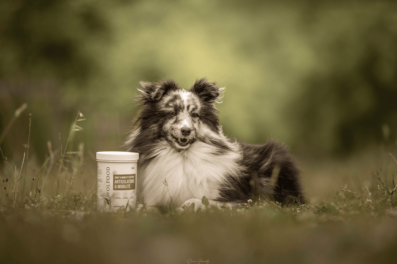 Chien - Compléments alimentaires