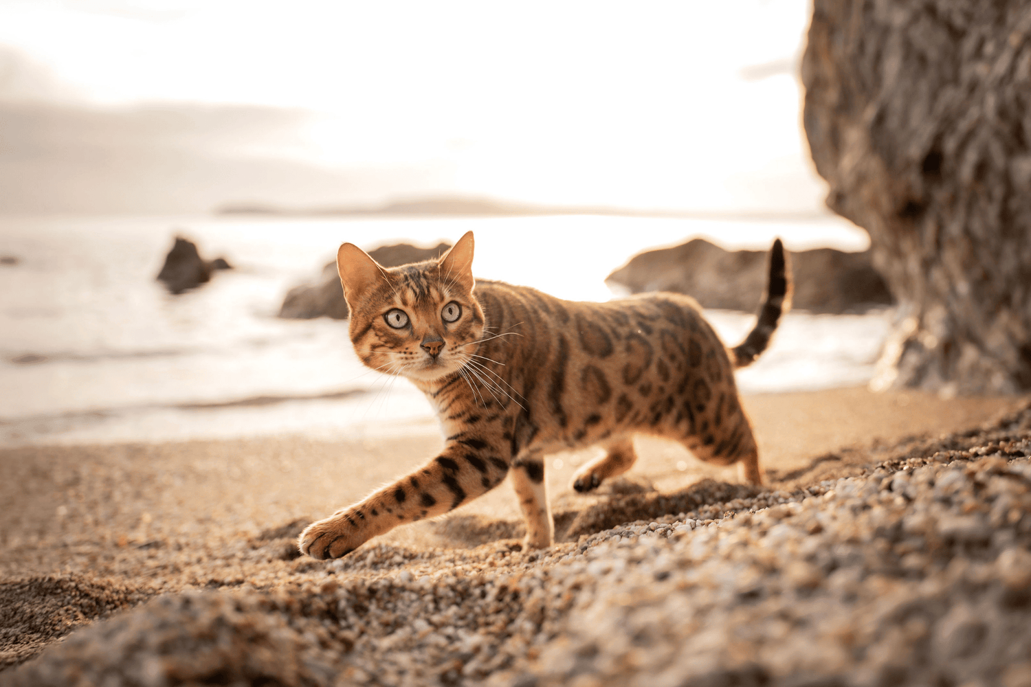 Chat - Compléments alimentaires