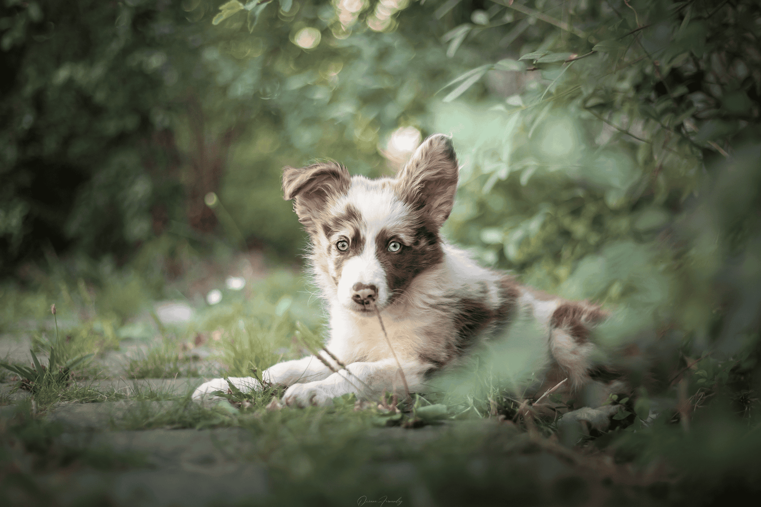 Chien - Chiot