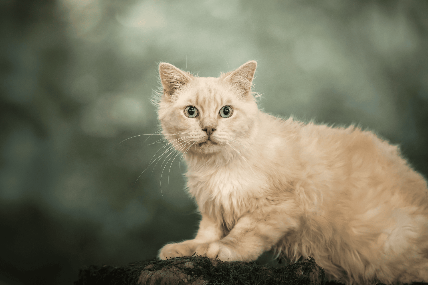 Chat - En surpoids