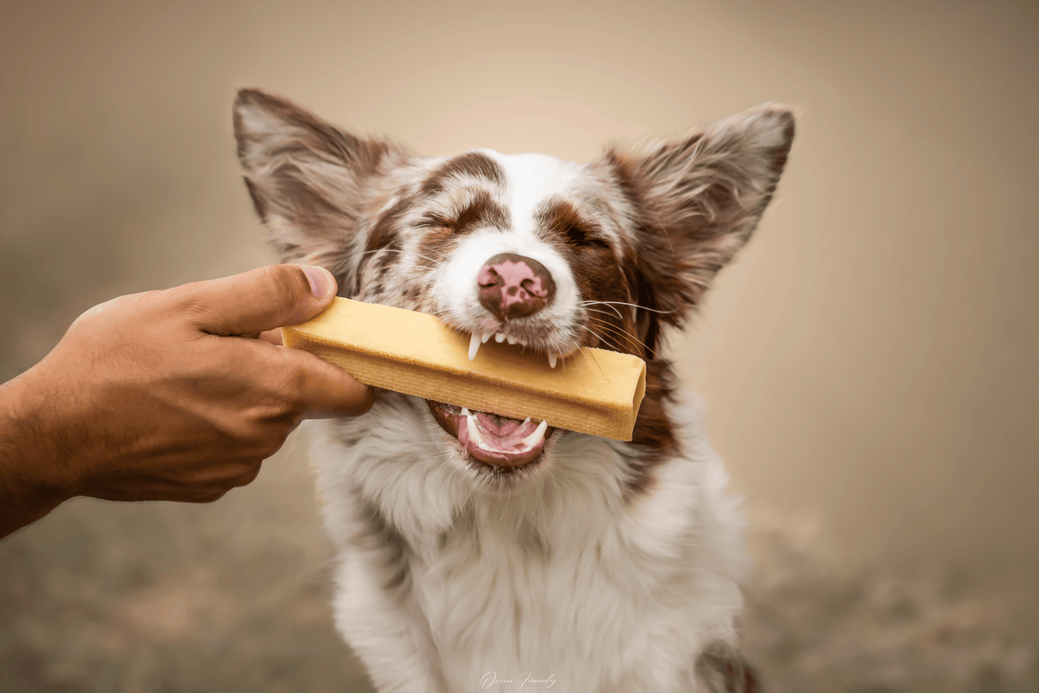Chien - Friandises