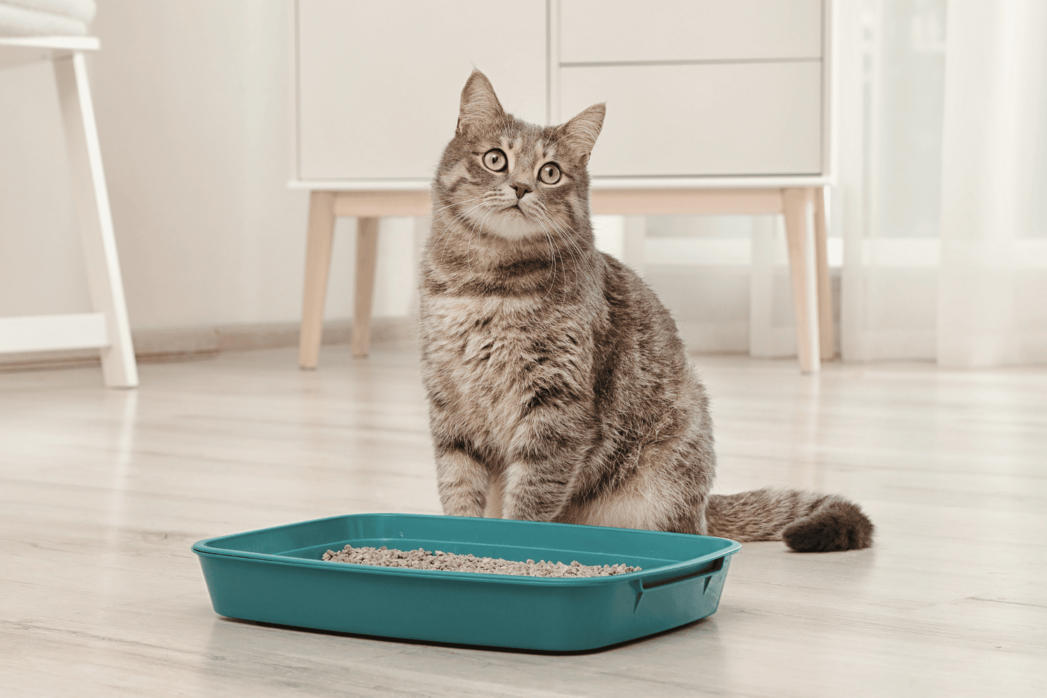 Chat - Accessoires et litières