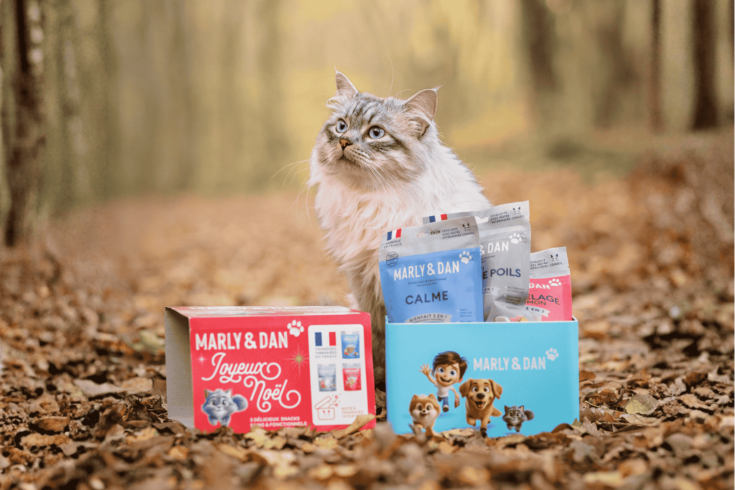 Chat - Friandises