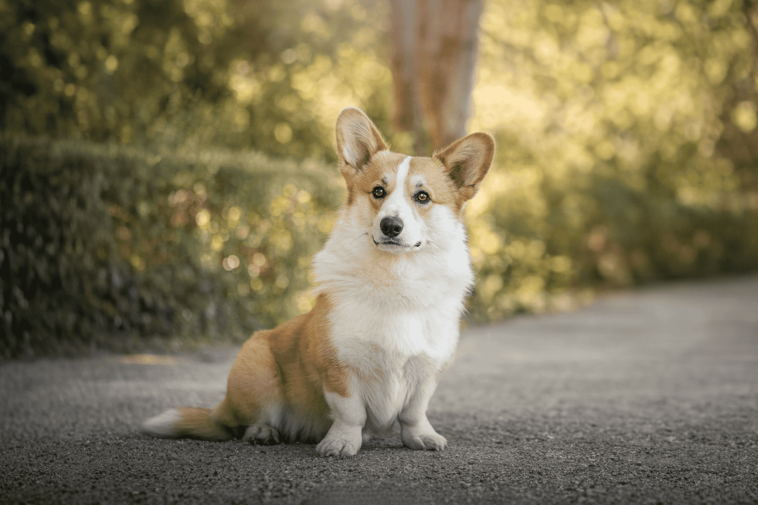 Chien - Light
