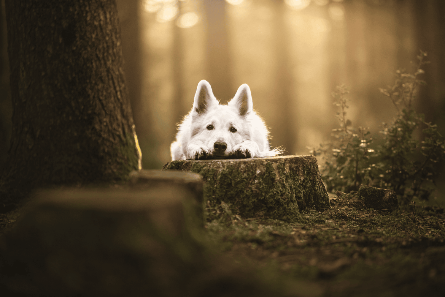 Chien - Sensible