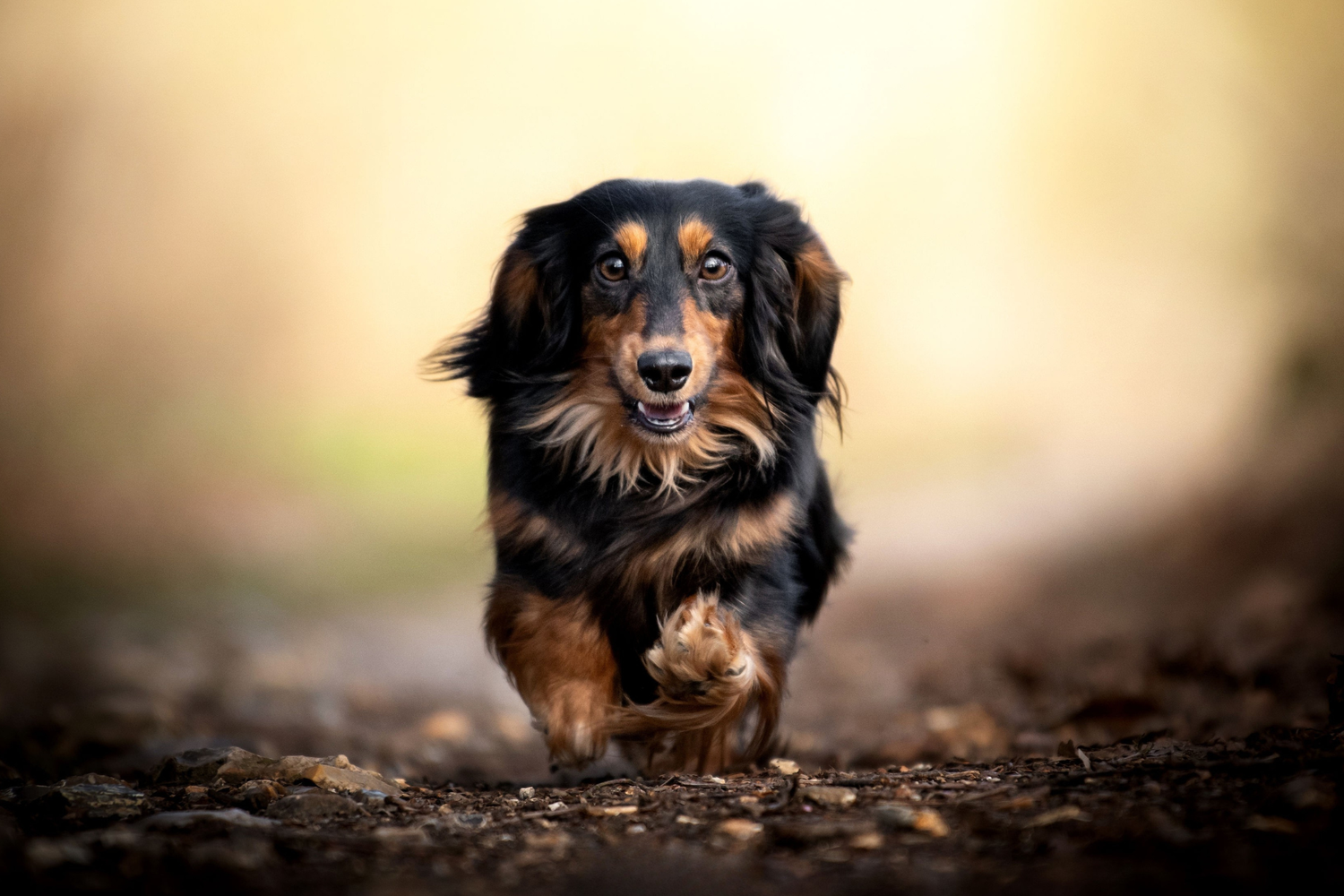 Chien - Stérilisé
