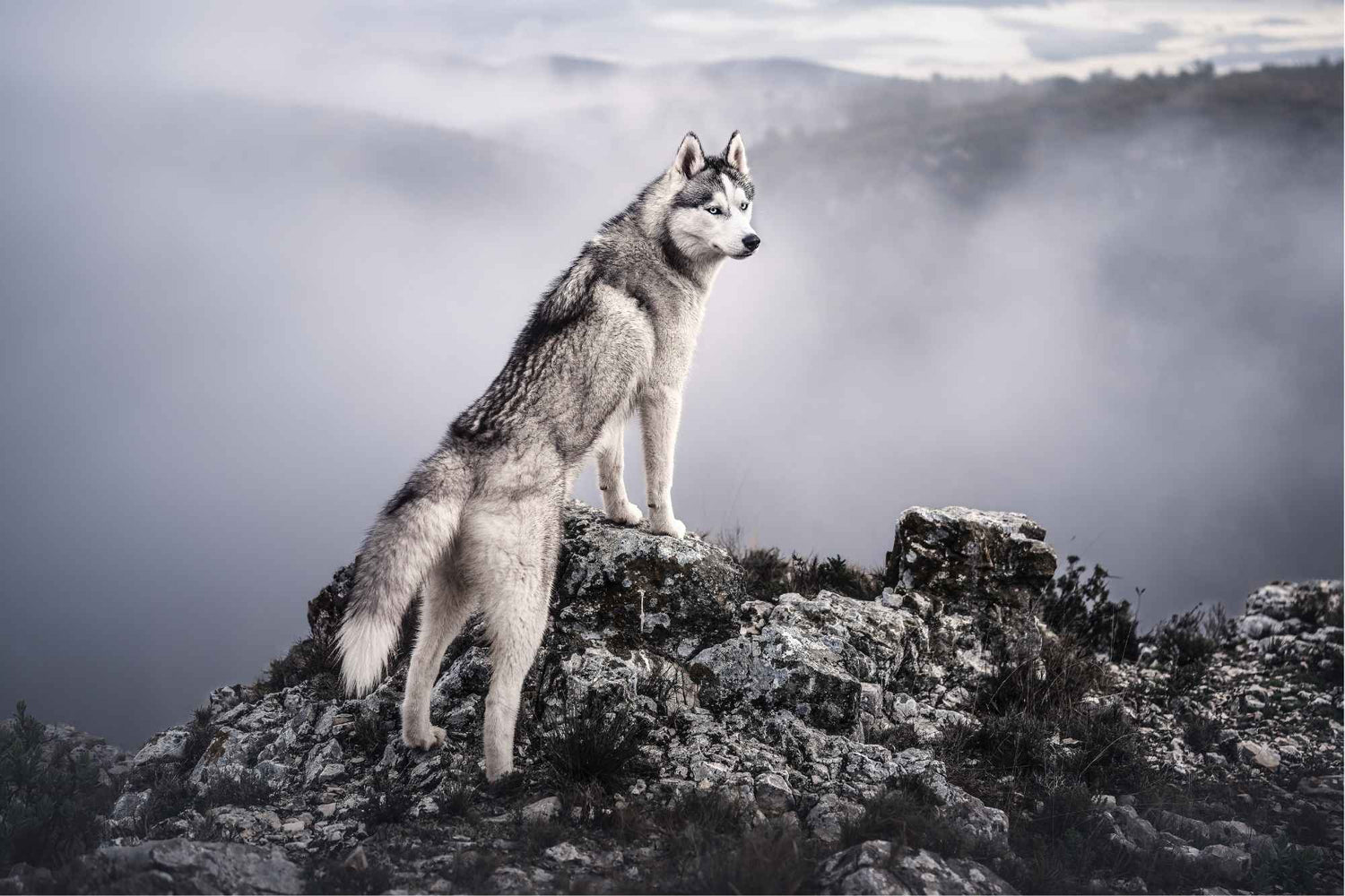 Wolfood