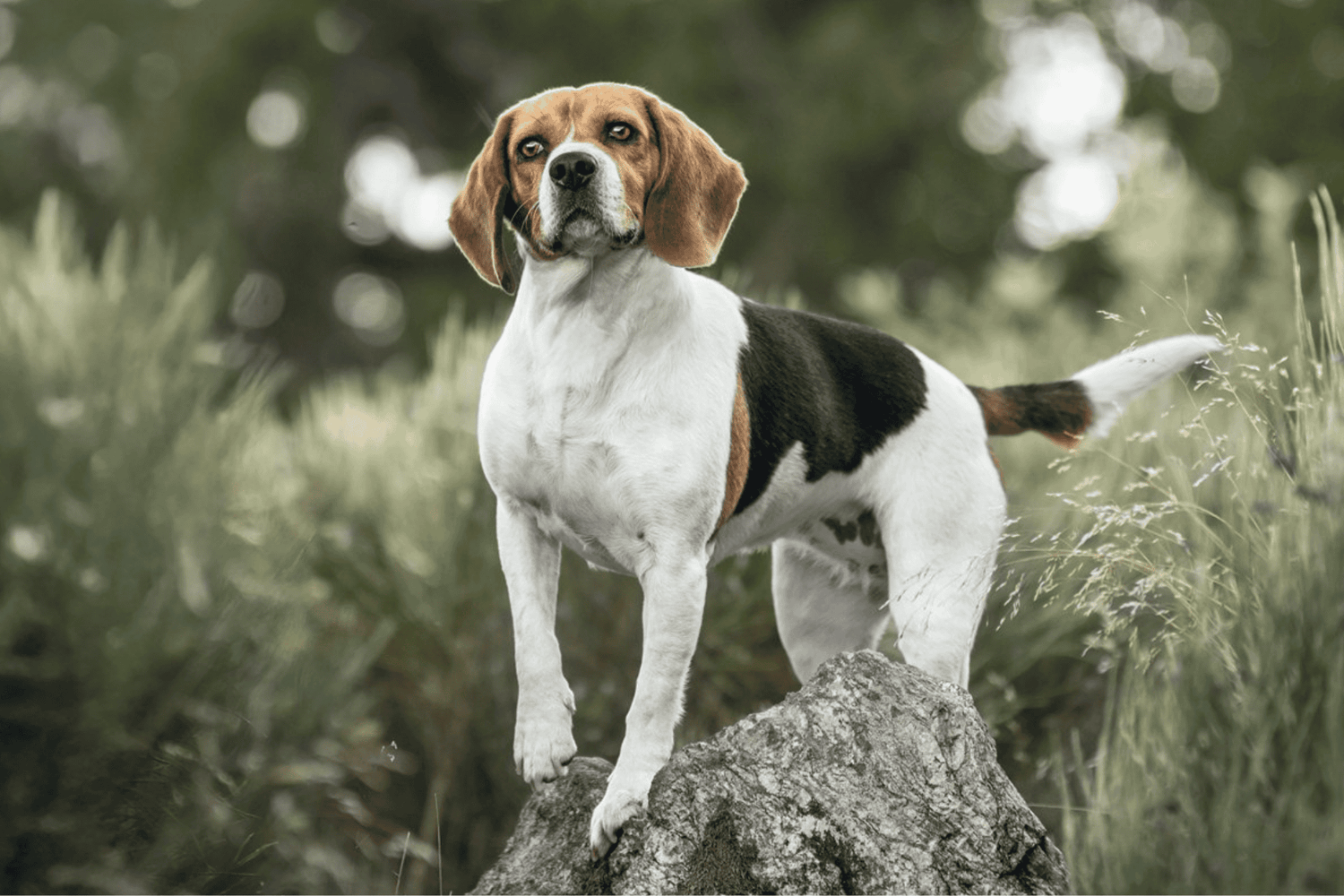 Chien - Besoins spécifiques
