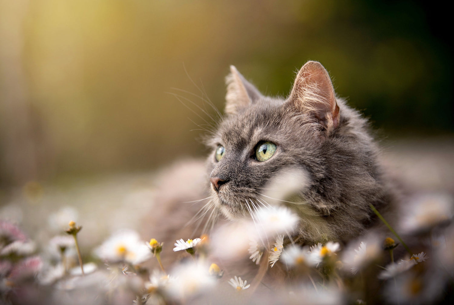 Croquettes premium pour chats