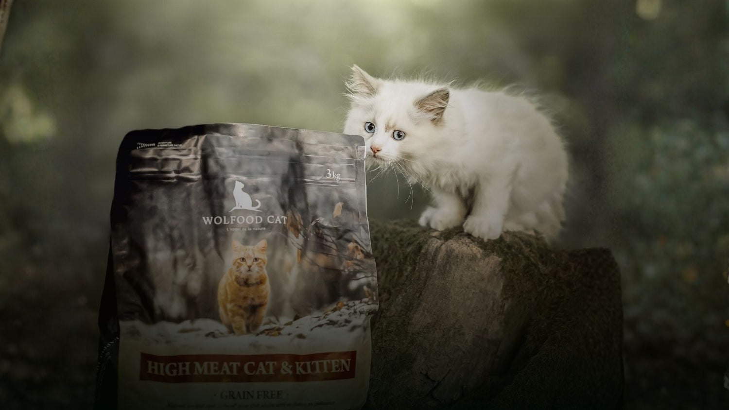 Kit chaton