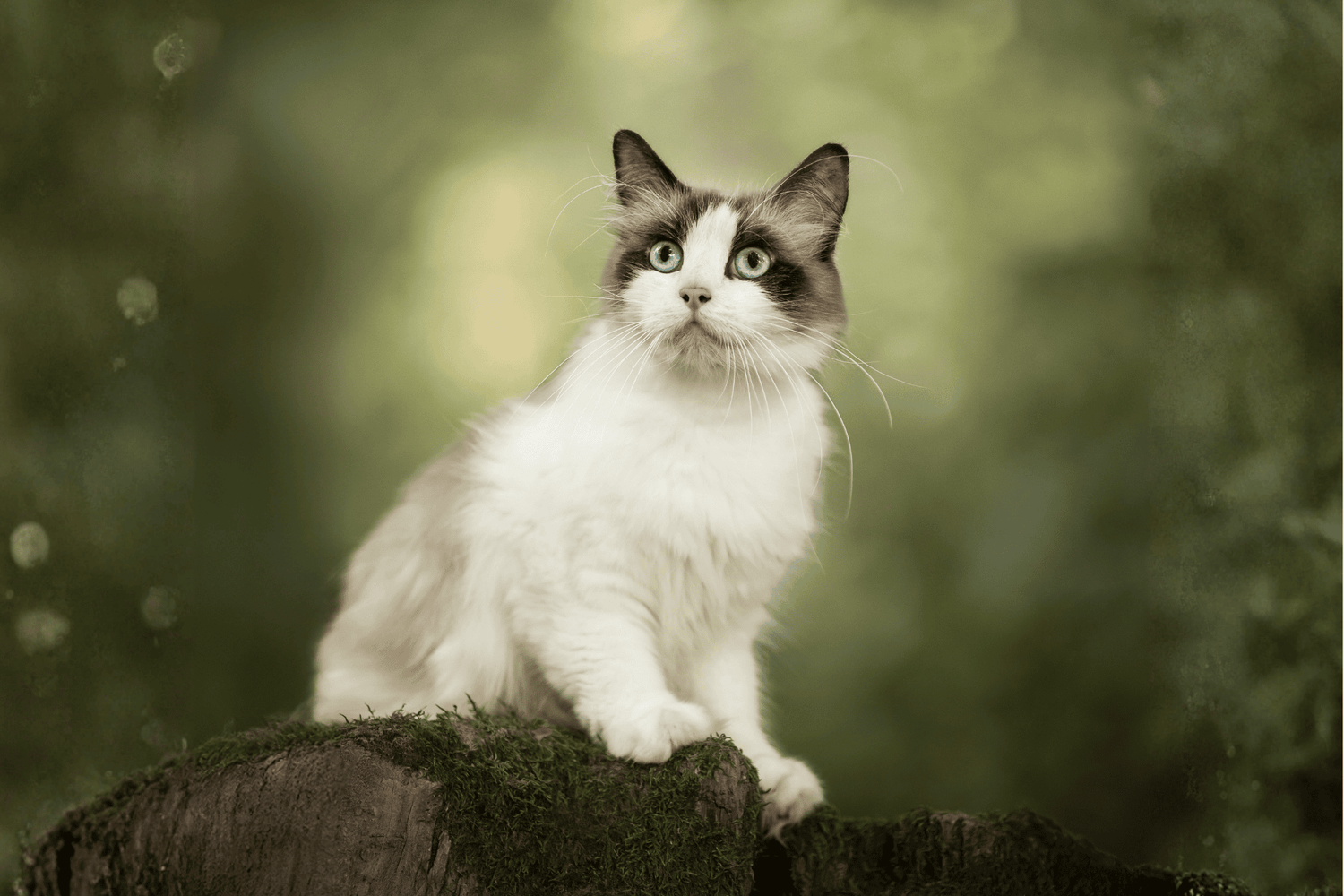 Chat - Faible en glucides