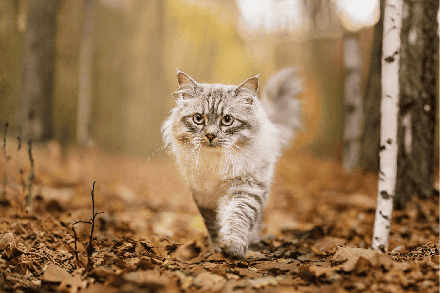 Chat adulte