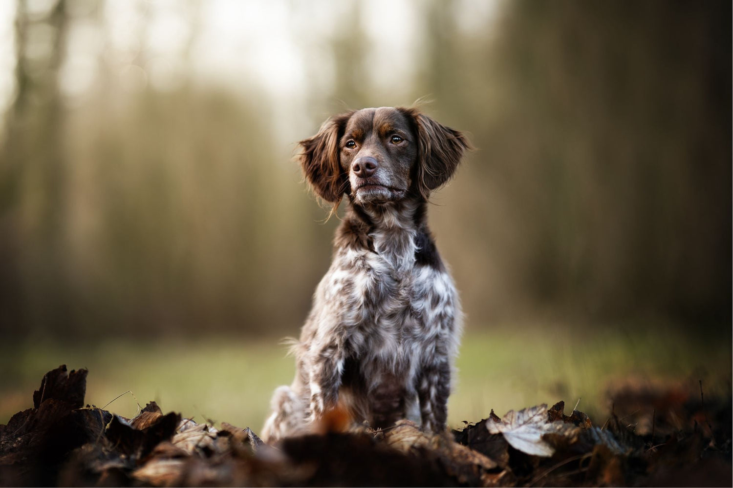 Chien - Moyen