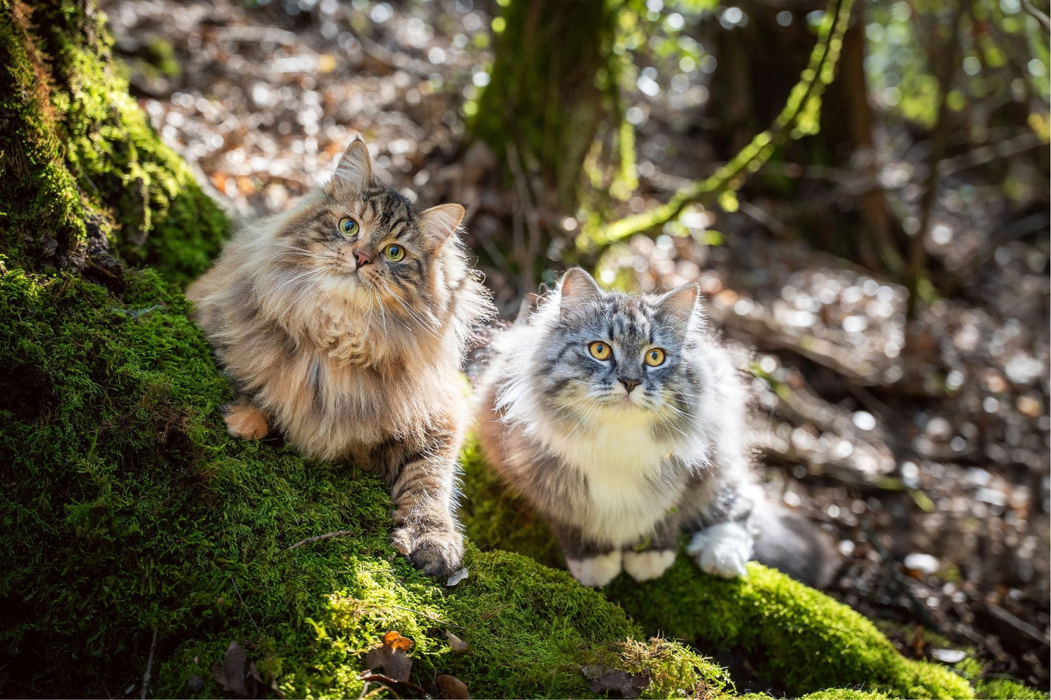 Chat - Croquettes