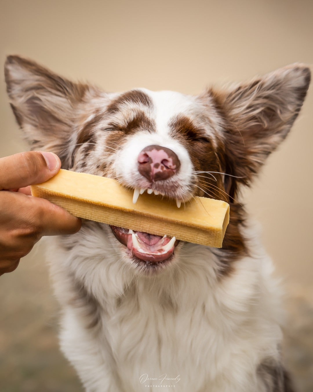 BARRE DE FROMAGE A MACHER