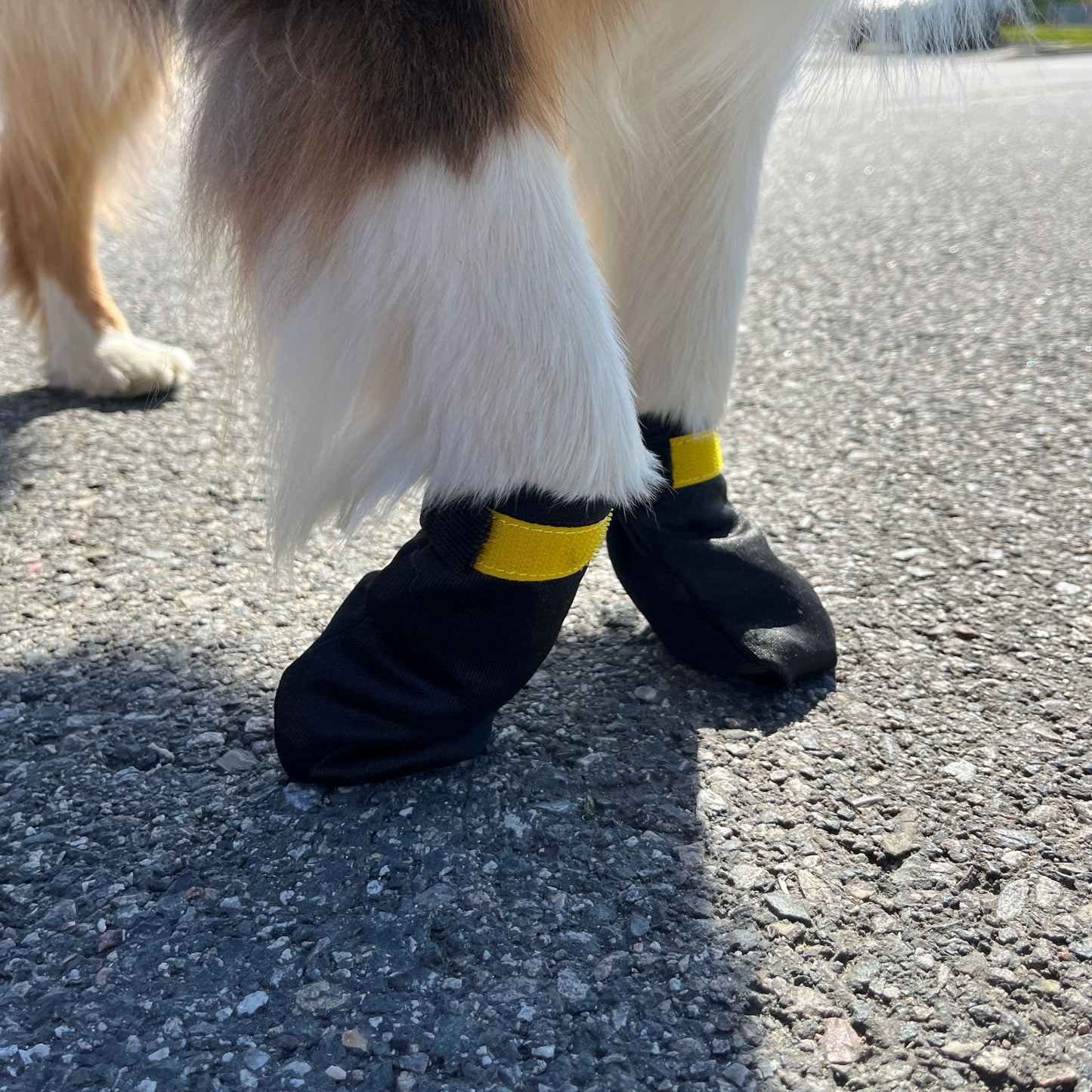 Chaussettes pour chien