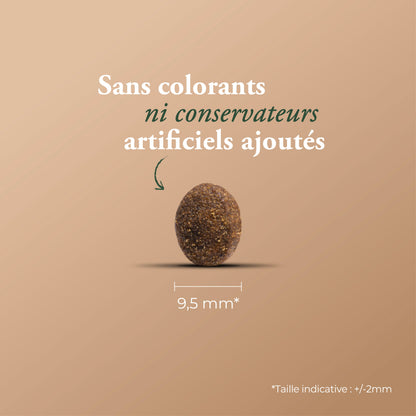 ADULT STERILIZED CAT