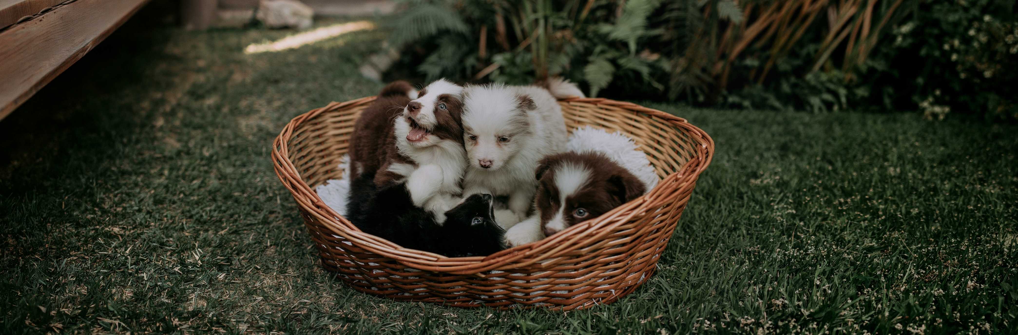  Votre programme Éleveur