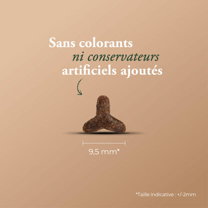 ORIGINAL CAT & KITTEN