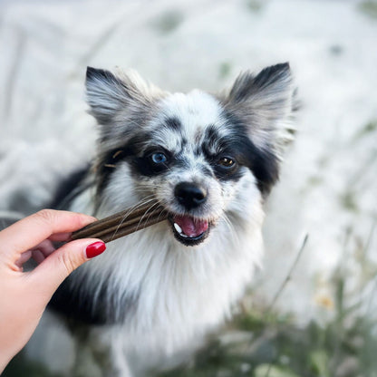 Marly & Dan DENTAL CARE