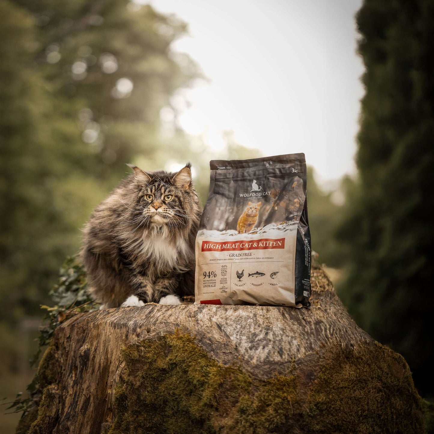 HIGH MEAT CAT & KITTEN