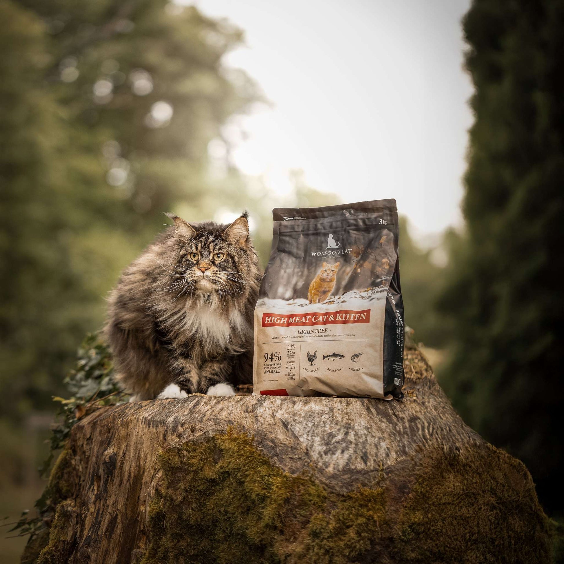 HIGH MEAT CAT & KITTEN