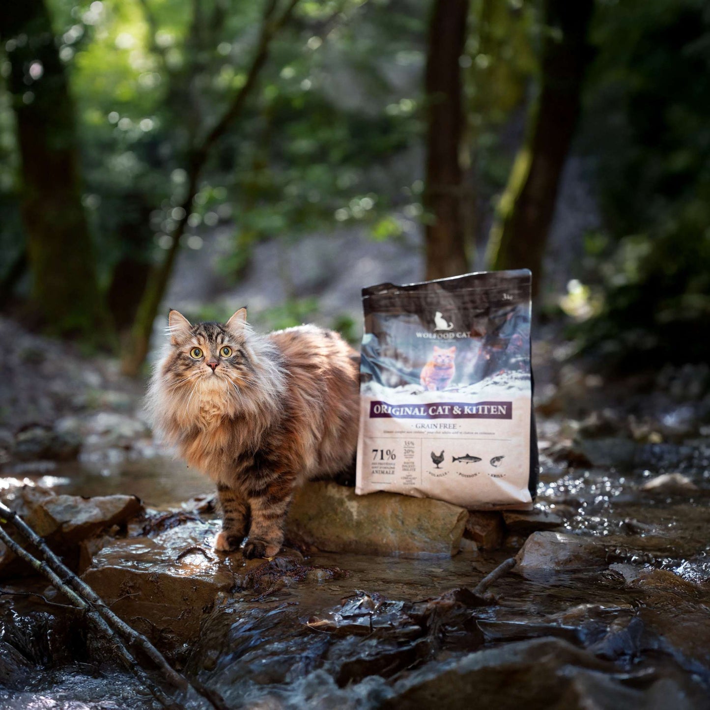 ORIGINAL CAT & KITTEN