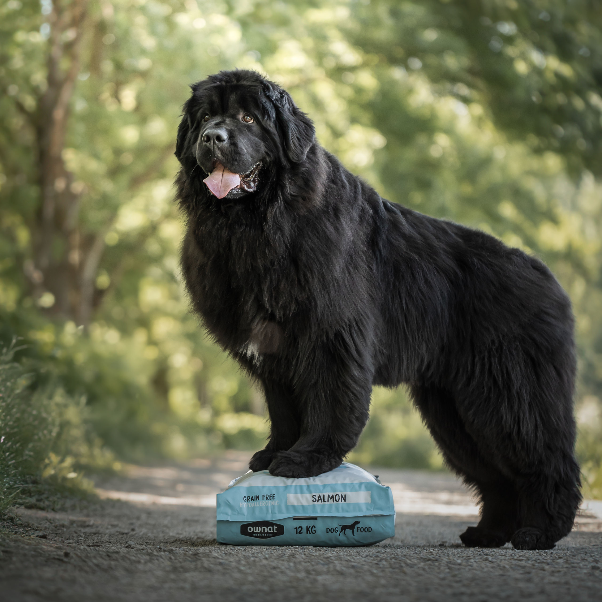 HYPOALLERGENIC SALMON